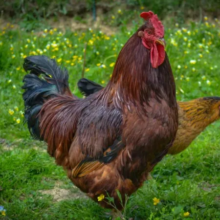 Agrotatry U Stachy Farm stay Bukowina Tatrzanska