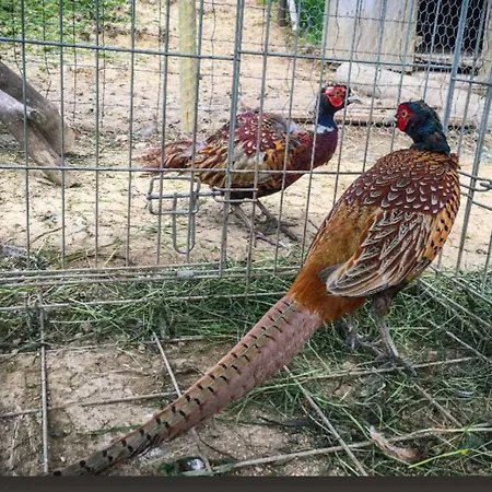 Çiftlik konaklama Agrotatry U Stachy Bukowina Tatrzańska
